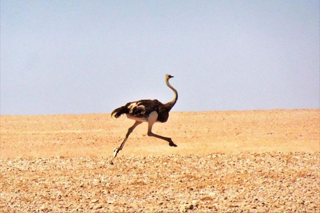Afrika Tiere Amazing Afrika