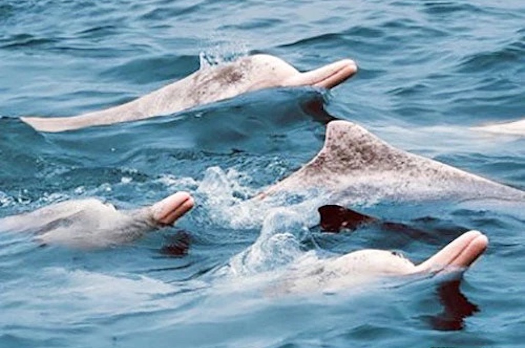 Ausflug zu den rosa Delfinen