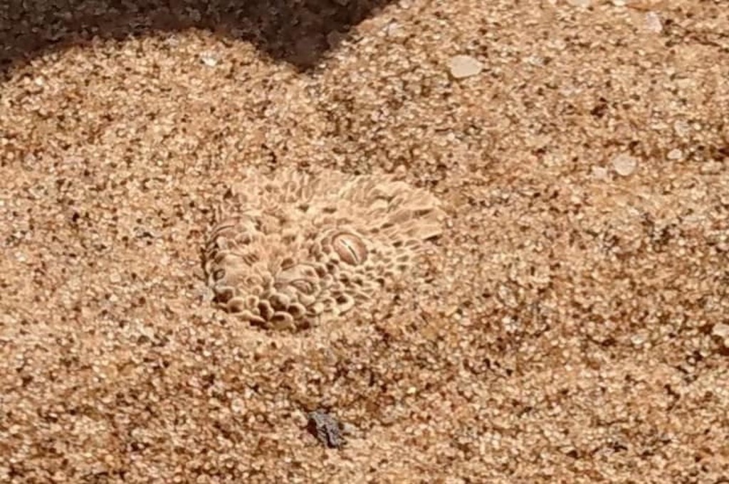 schlange in Sand Die lebende Wüste