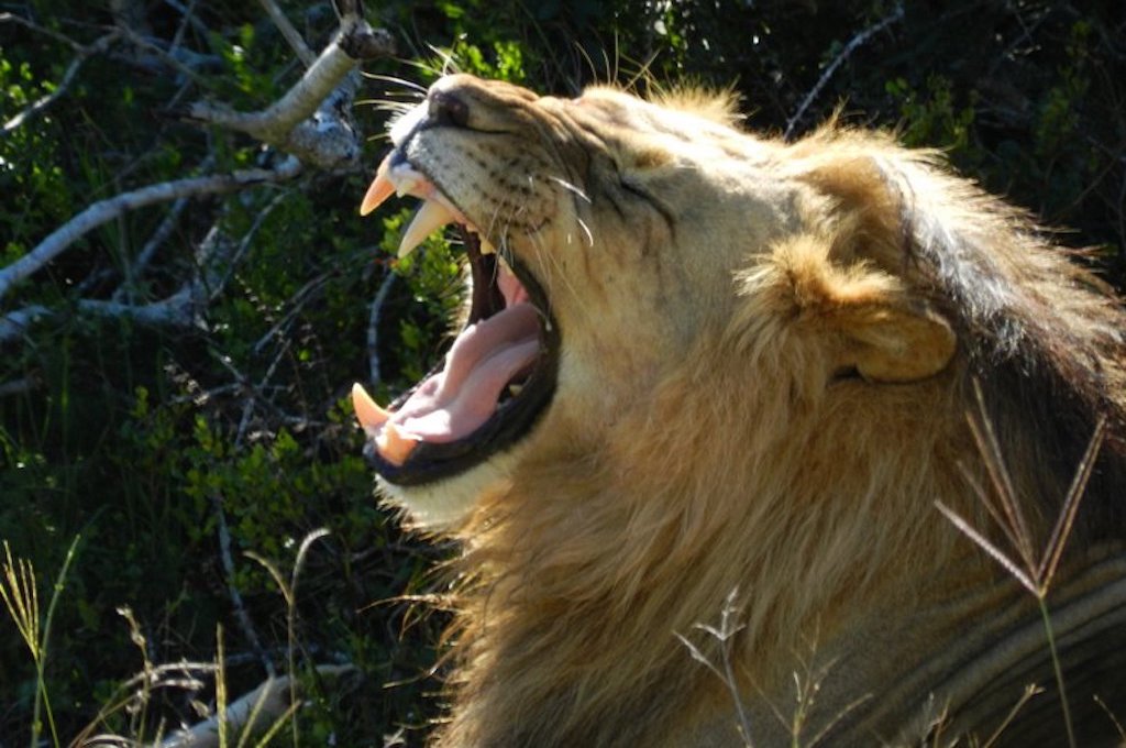 Addo Elefant Nationalpark