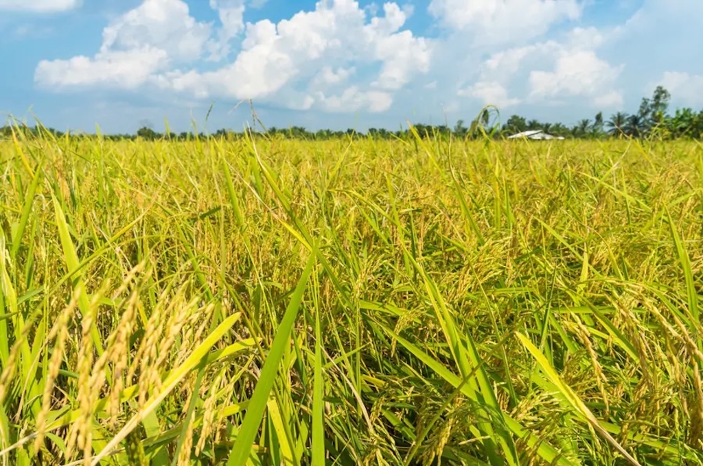 Mekong-wiese Tagesausflug nach My Tho und Ben Tre