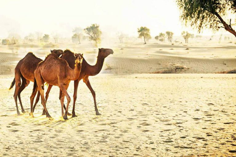Camel safari in the desert near Dubai