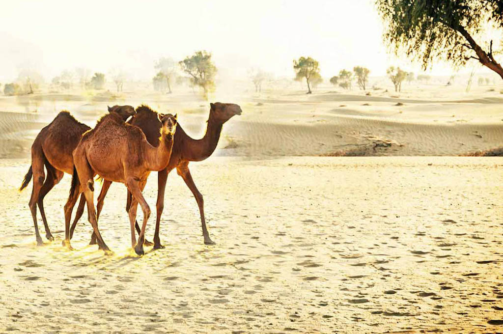 orienttours Kamelsafari