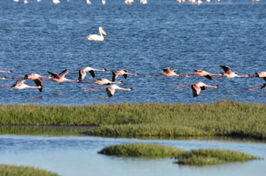 Sandwich Harbour Ausflug