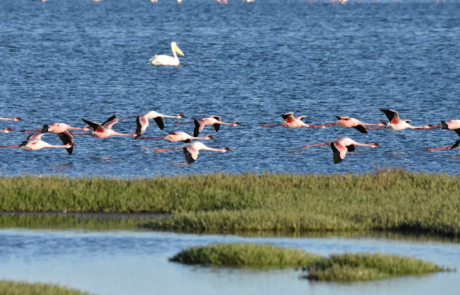 Auffliegende Flamingos über der Lagune von Sandwich Harbour