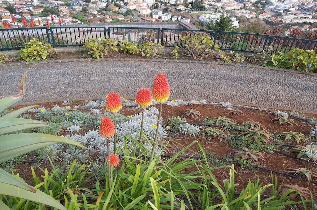 Citytour Funchal