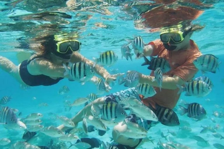 Zwei Schnorchler zwischen Sergeant-Major-Fischen im klaren Wasser vor Grand Cayman