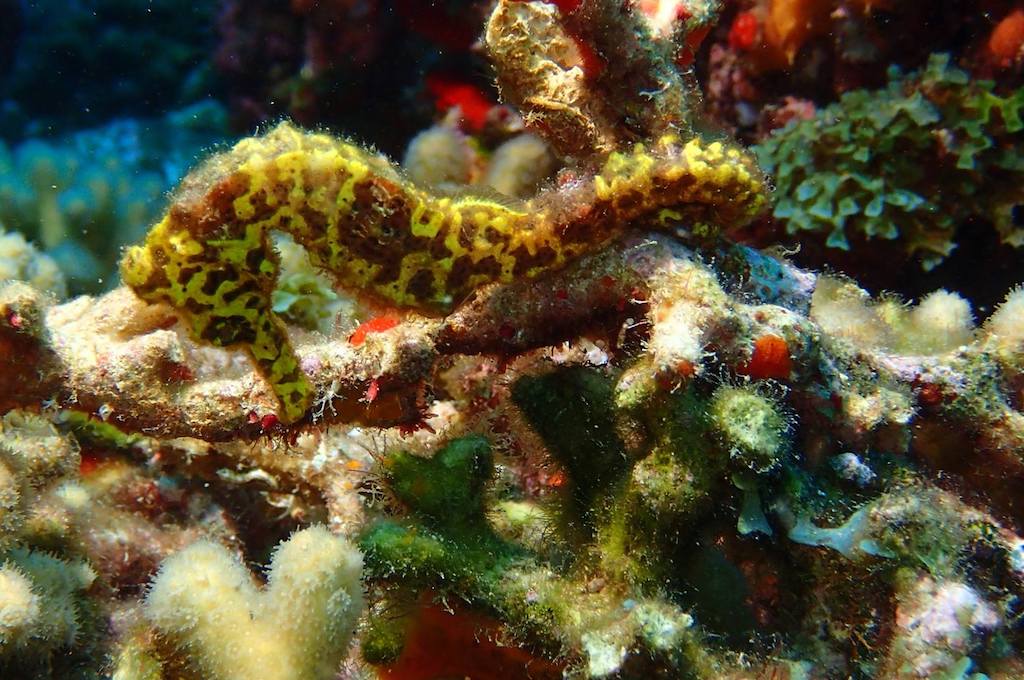 seahorse Gelbes Seepferdchen hält sich an einer Koralle fest