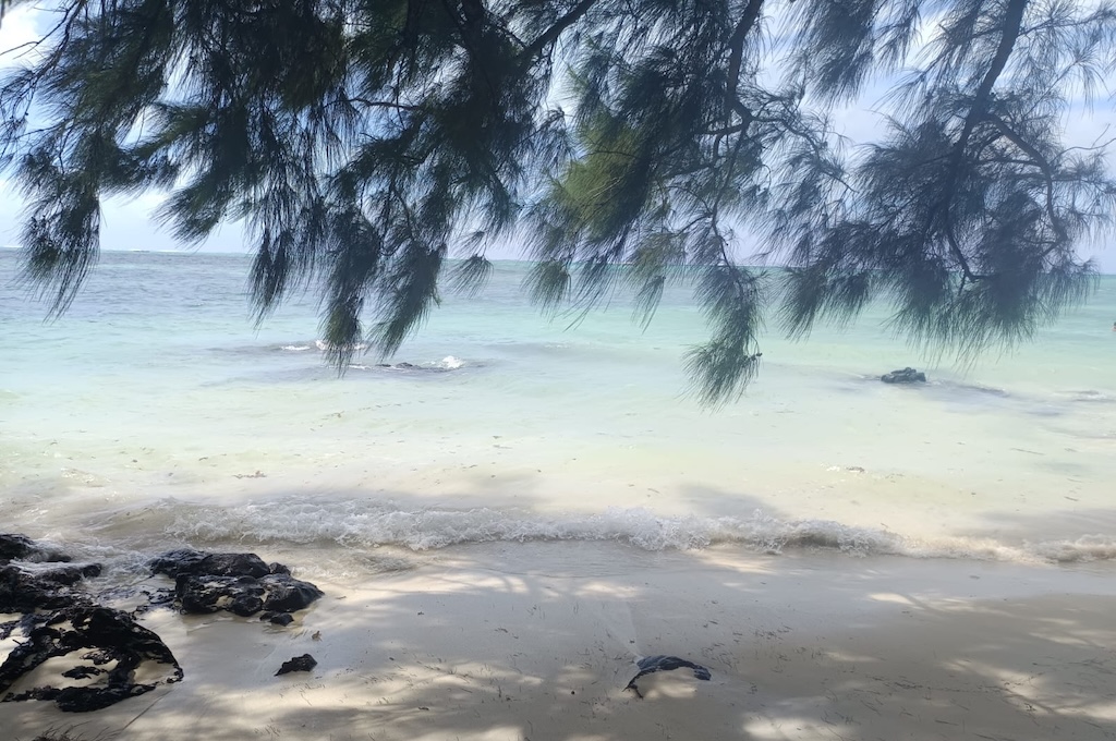 strand Filaobäume am Strand der Ile aux Cerfs auf Mauritius