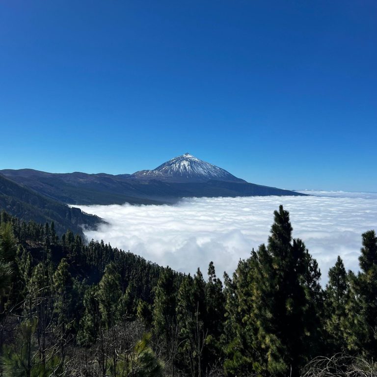 Der Teide über dem Wolkenmeer, davor Kiefernwald