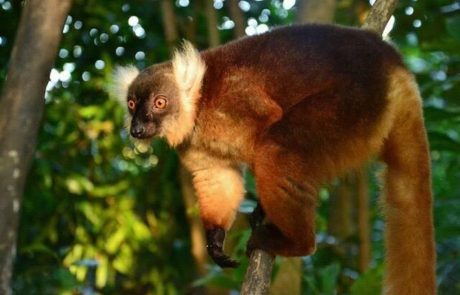 Weiblicher Mohrenmaki im Baum auf Nosy Komba