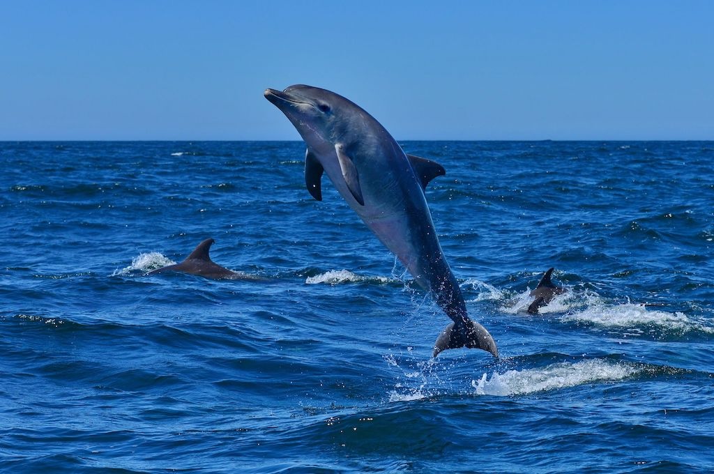 Delfine Wal-, Delfin & Pinguin-Inseltour