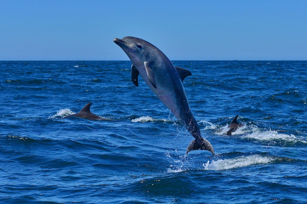 delfine Wal/Delfin/Pinguin Inseltour