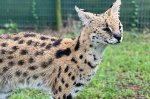 Wildkatzen-Rehabilitationszentrum