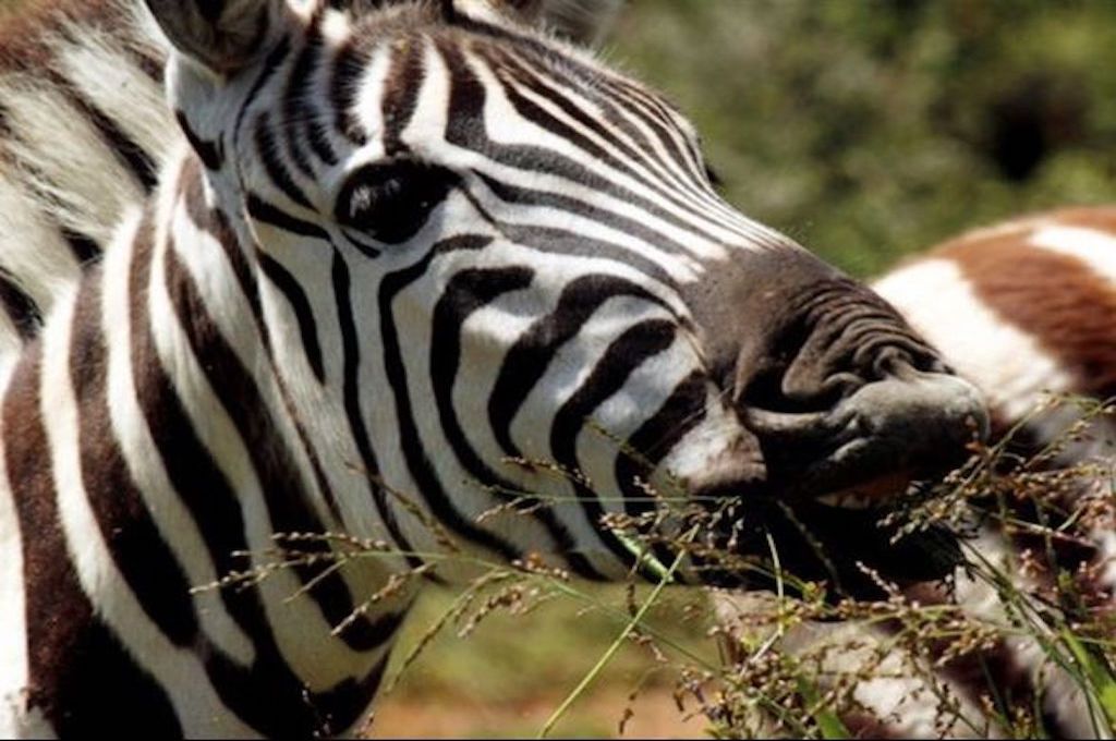 zebra Afrikanische Safari